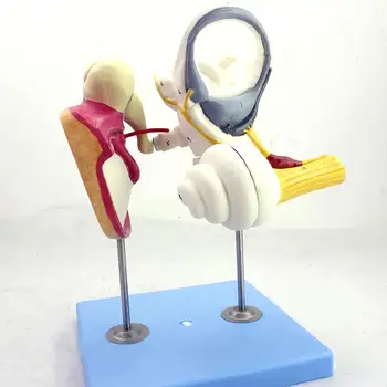 Модель Косточек внутреннего уха человека из 3 Частей, Модель барабанной перепонки, Медицинские Обучающие модели
