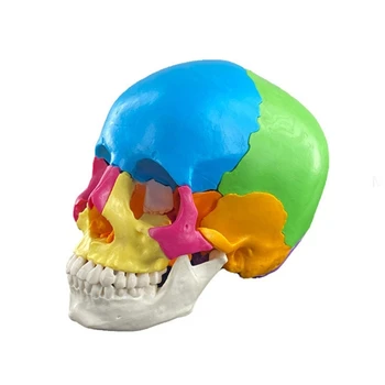 Инструмент для изучения анатомии Модели черепа В натуральную величину Человеческих органов Анатомические учебные пособия