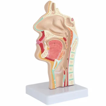 Модель Анатомии носа, Анатомическая голова человека, Горло, нос, Медицинское обучение, исследование полости рта, Научная секция полости рта, половина глотки, Мод
